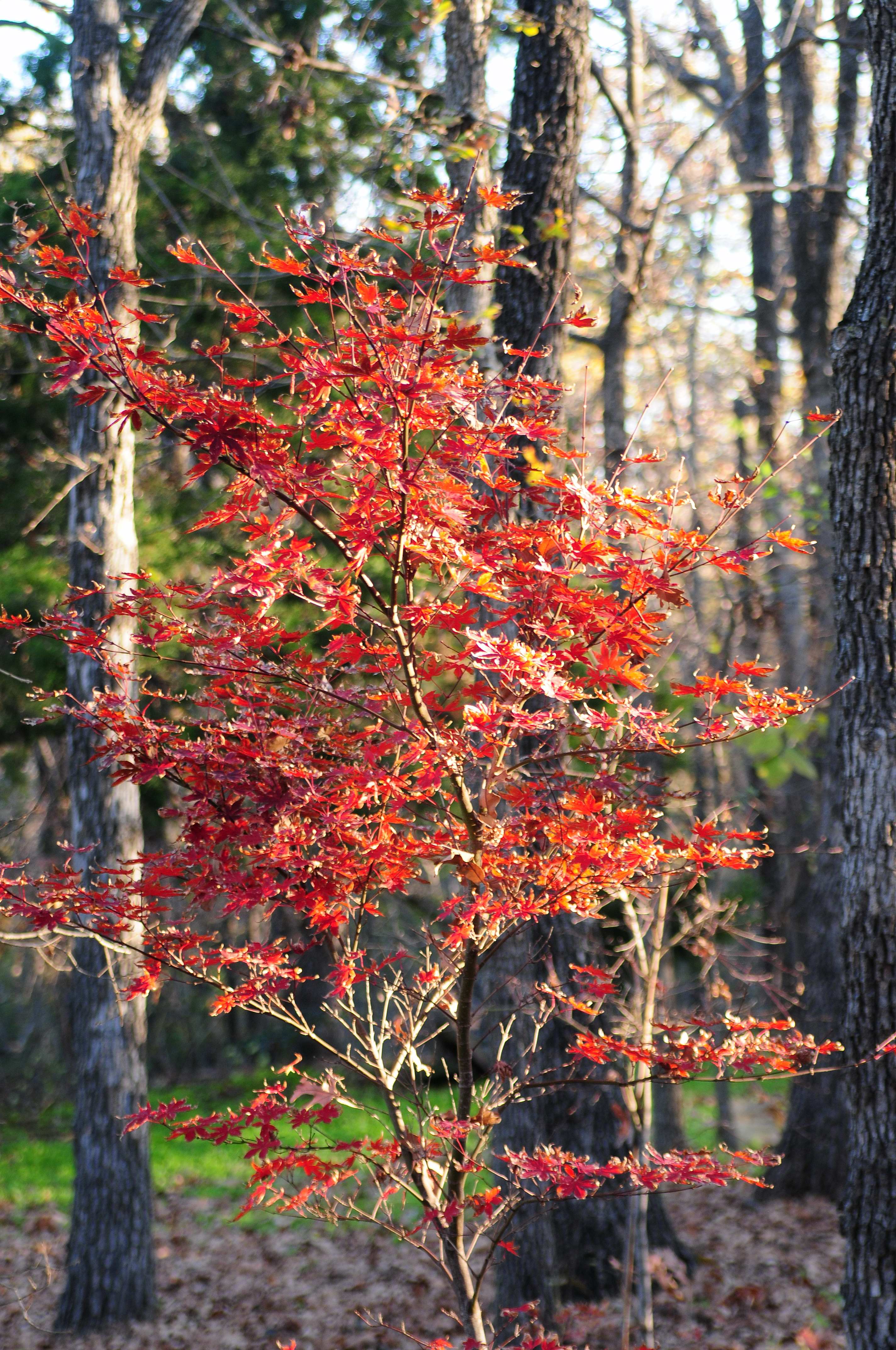 Japanese Maples in front of Burr Oaks